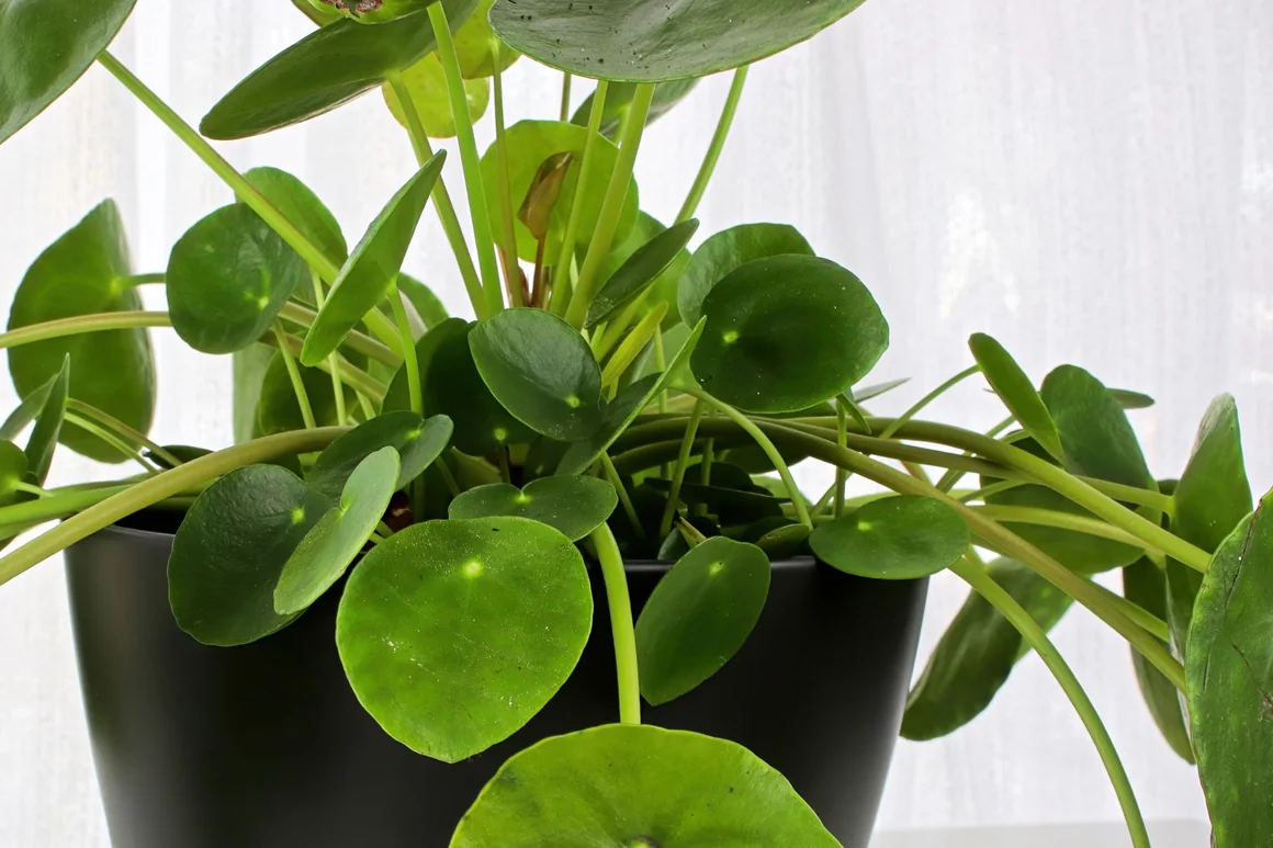 Grünpflanze mit runden Blättern in schwarzem Topf